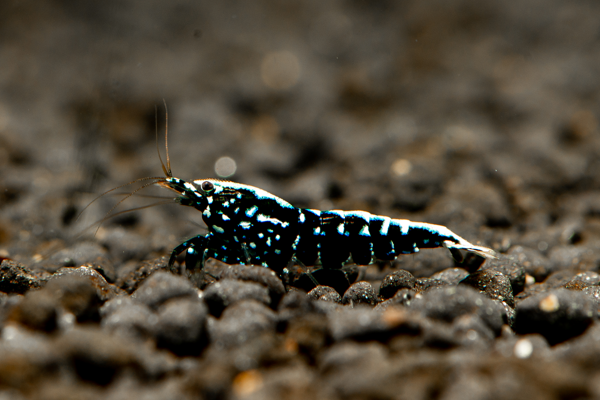 Crevette Pinto Noire Galaxy - NageoireBleue