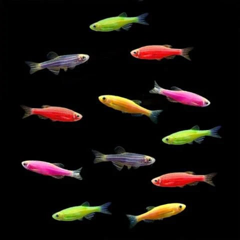 Danio Glofish - NageoireBleue