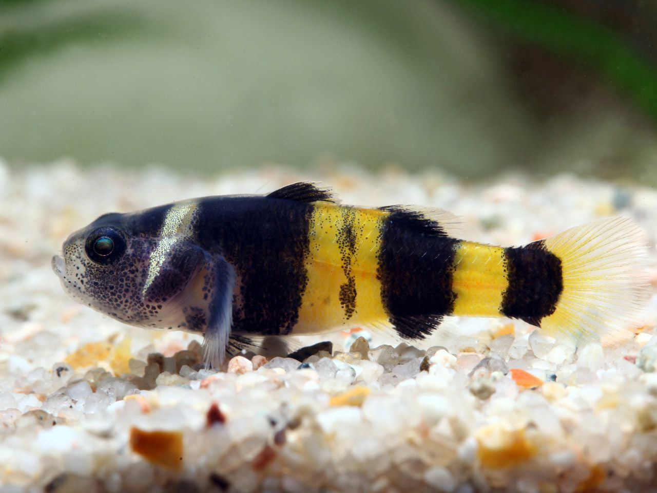 Goby Bumble Bee - NageoireBleue