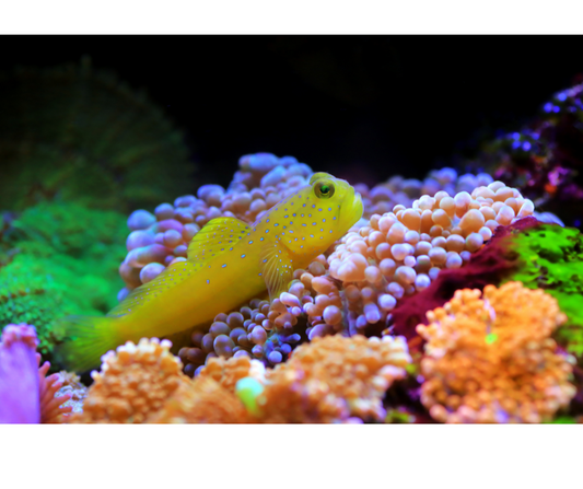 Watchman yellow goby (CB) Cryptocentrus cinctus - NageoireBleue