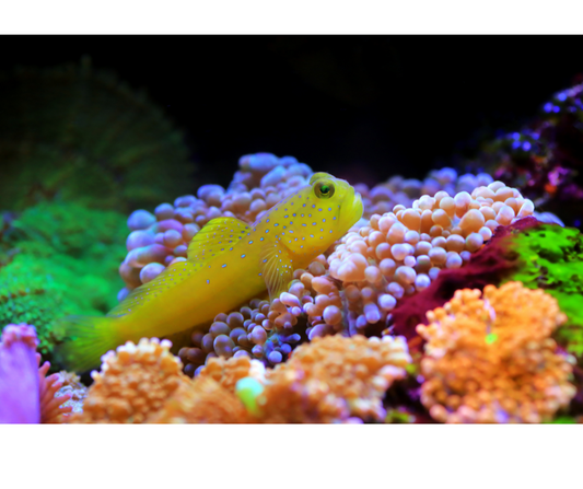 Watchman yellow goby (CB) Cryptocentrus cinctus