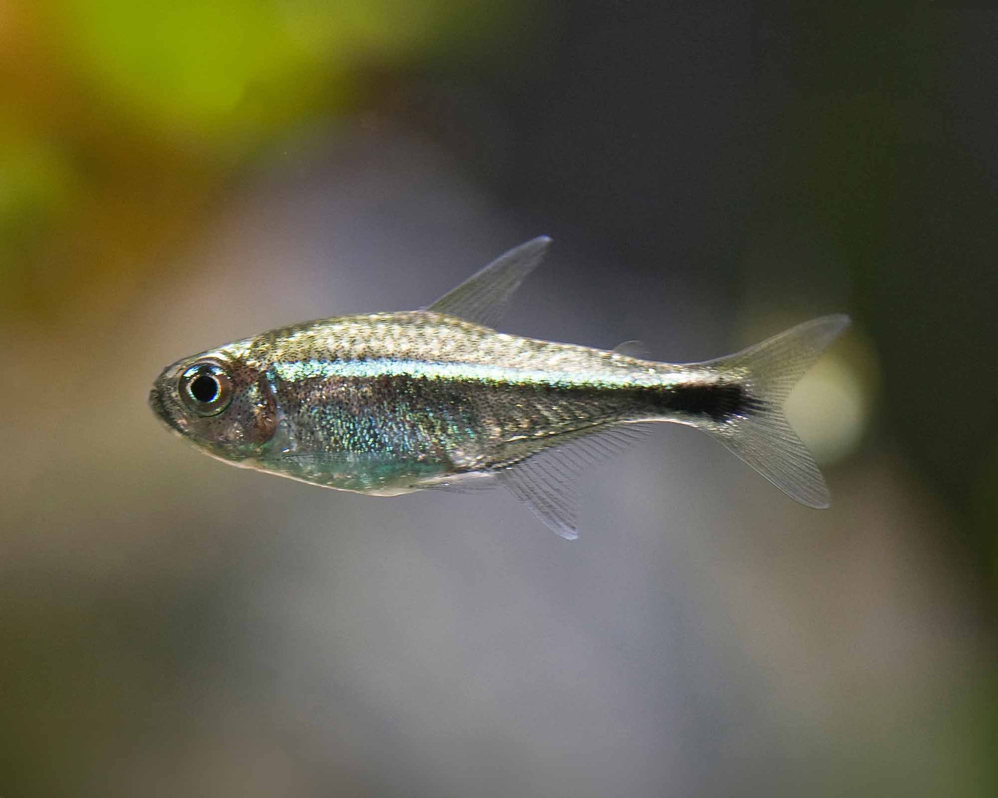 Tétra Or - NageoireBleue