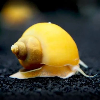 Escargot Pomme Or