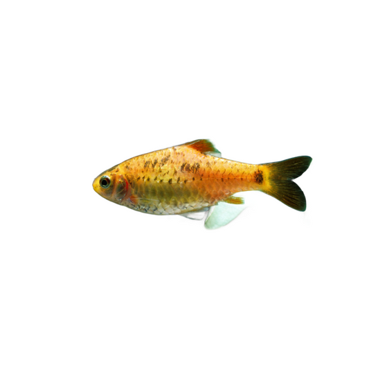 Golden barb - NageoireBleue