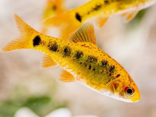 Golden barb