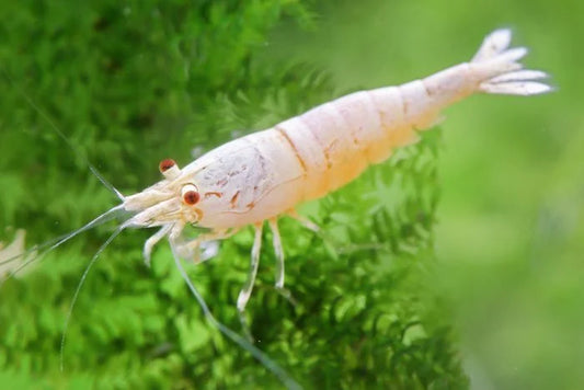 Crevettes Golden Bee - NageoireBleue