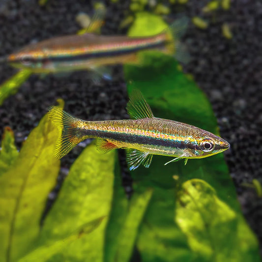 Poisson crayon Or - NageoireBleue
