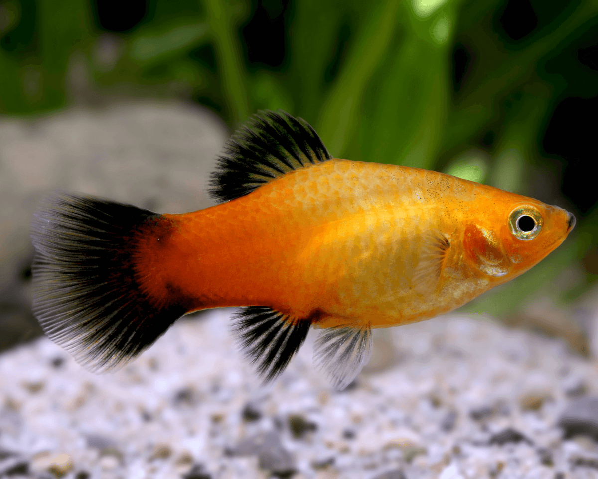 Platy "Gold Wagtail"