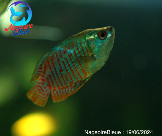 Gourami neon nain - NageoireBleue