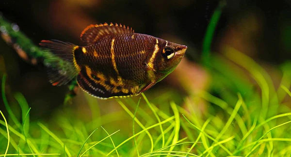 Gourami Chocolat - NageoireBleue
