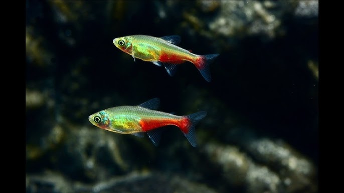 Tétra vert feux