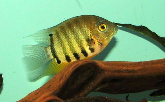 Severum vert 2-3 pouces