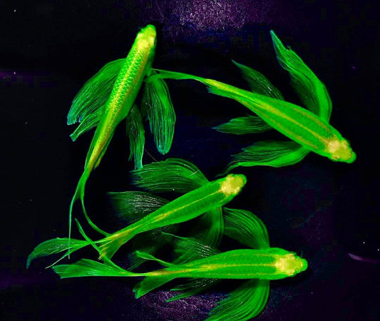 Danio longue nageoire Vert(Glo)