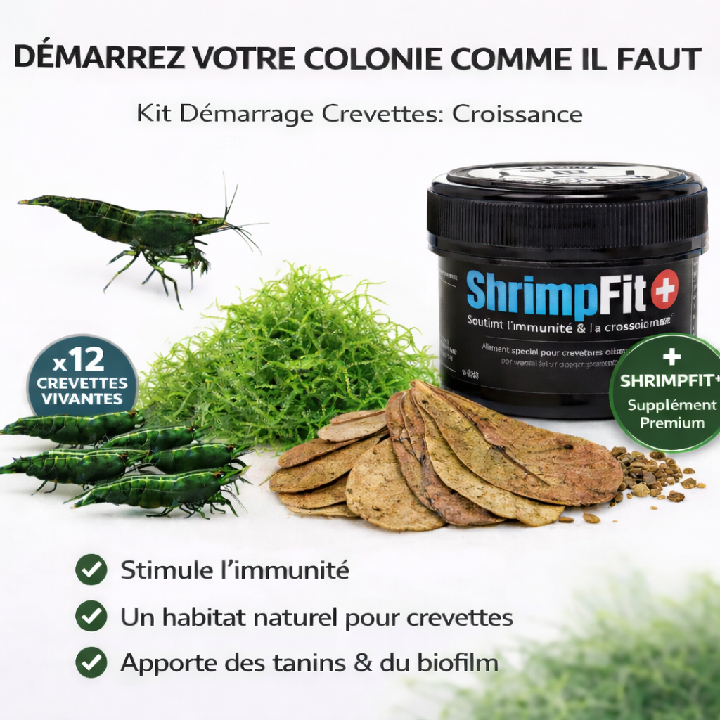 Combos crevettes Green jade - NageoireBleue