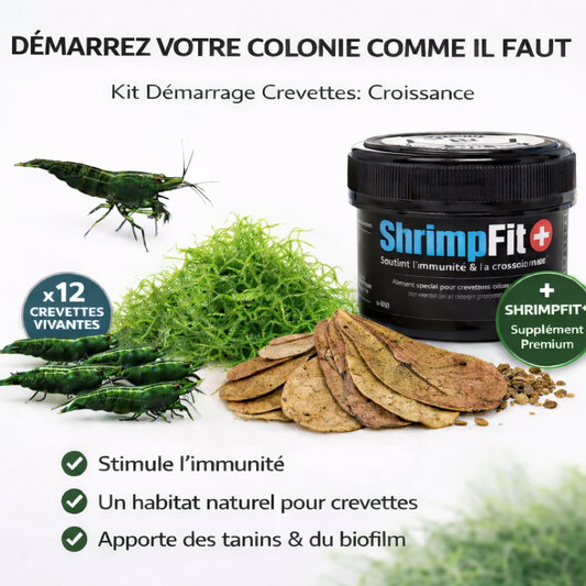 Combos crevettes Green jade - NageoireBleue