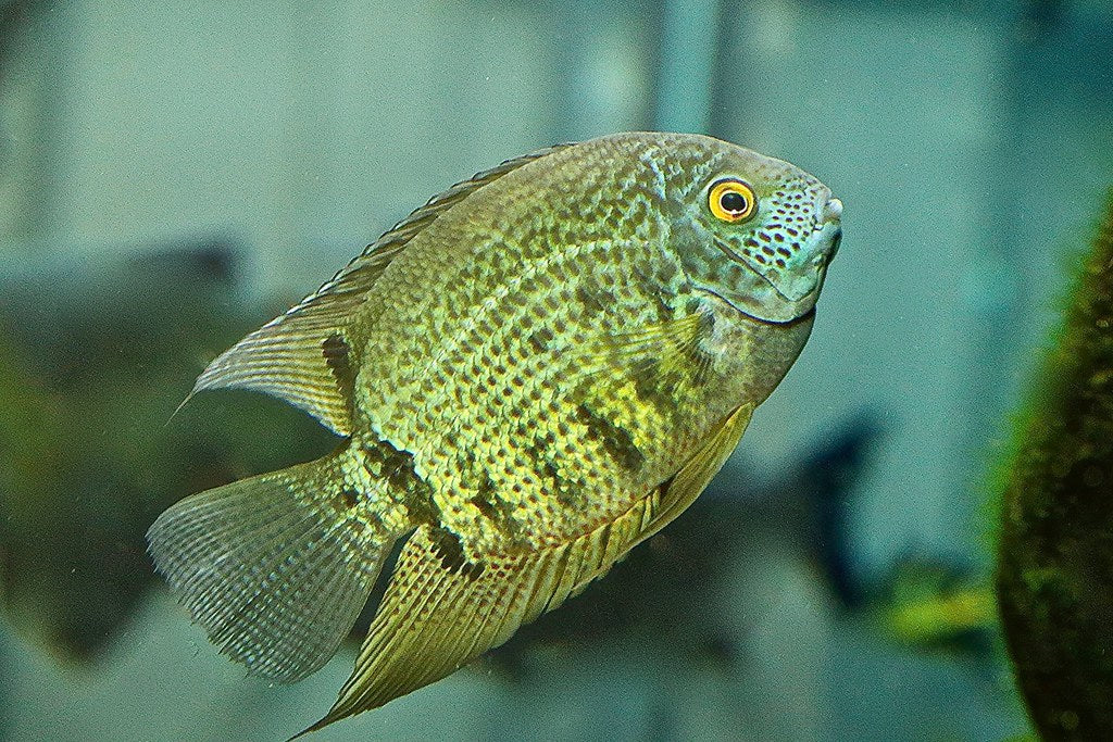 Severum vert 2-3 pouces