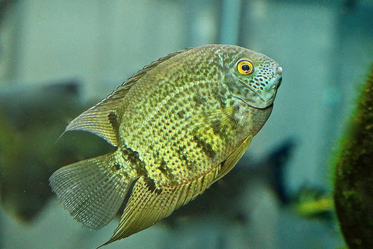 Severum vert 2-3 pouces