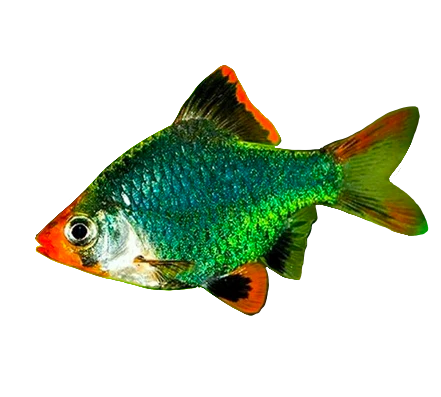 Tiger Barb Green - NageoireBleue