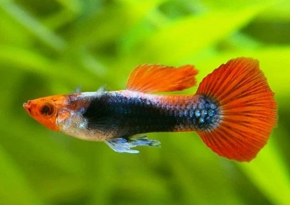 Guppy koi toxedo Mâle
