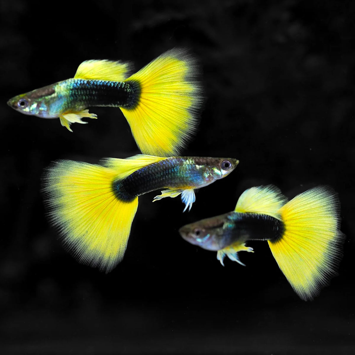Guppy demi-doré noir Mâle