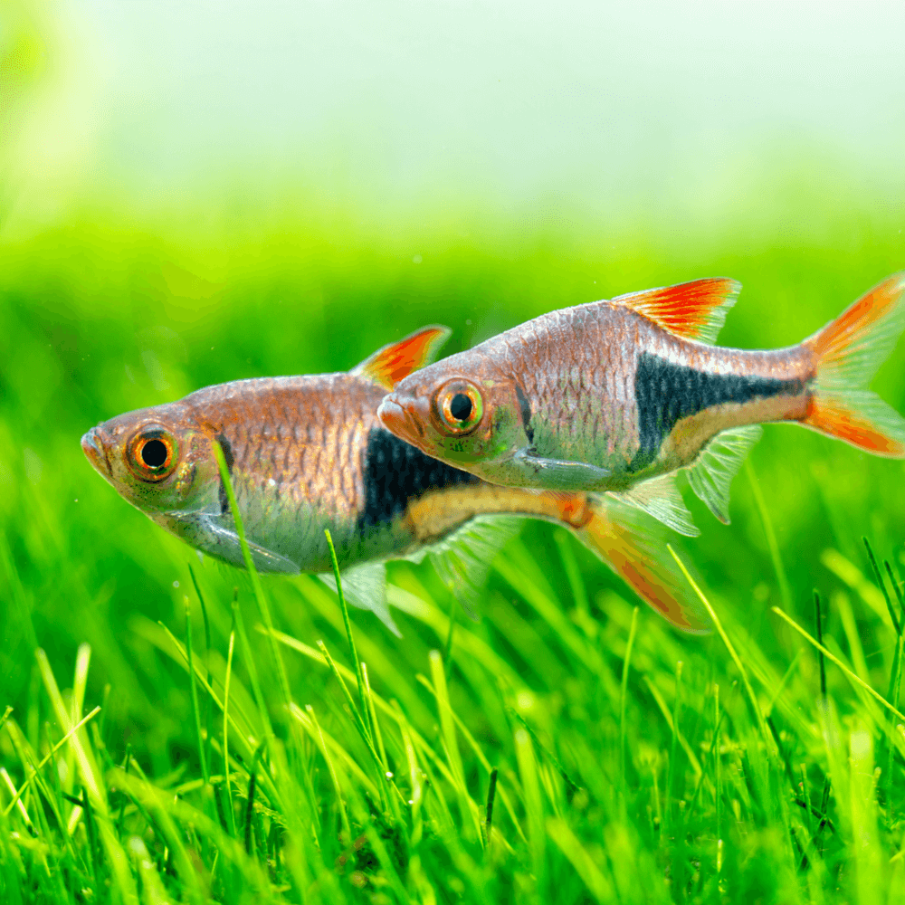 Combos rasbora harlequin - NageoireBleue