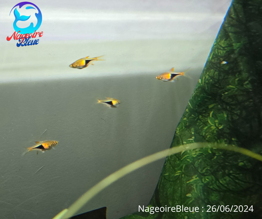 Rasbora Harlequin - NageoireBleue