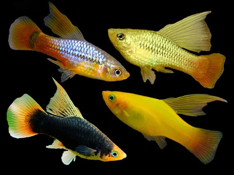Platy à hautes nageoires assorties