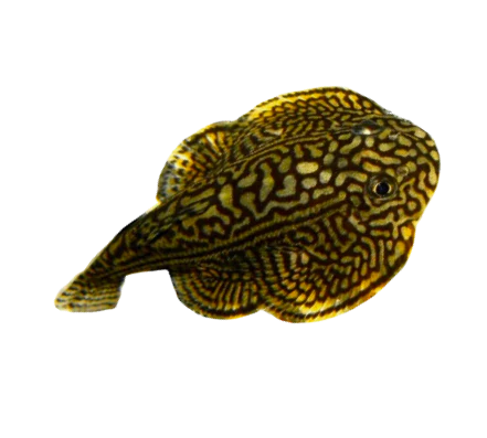 Hillstream Loach - NageoireBleue
