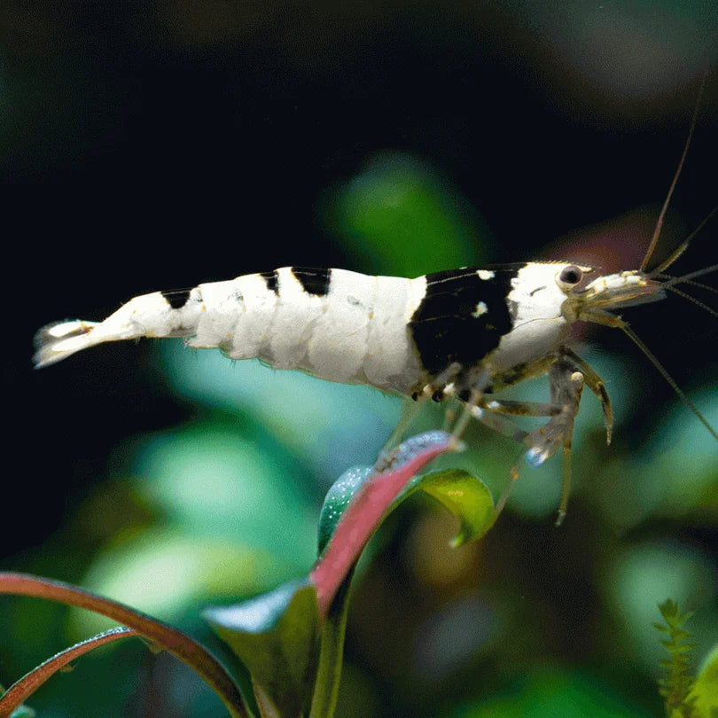 Crevette crystale noir Hinomaru (Crystal black shrimp hinomaru) - NageoireBleue