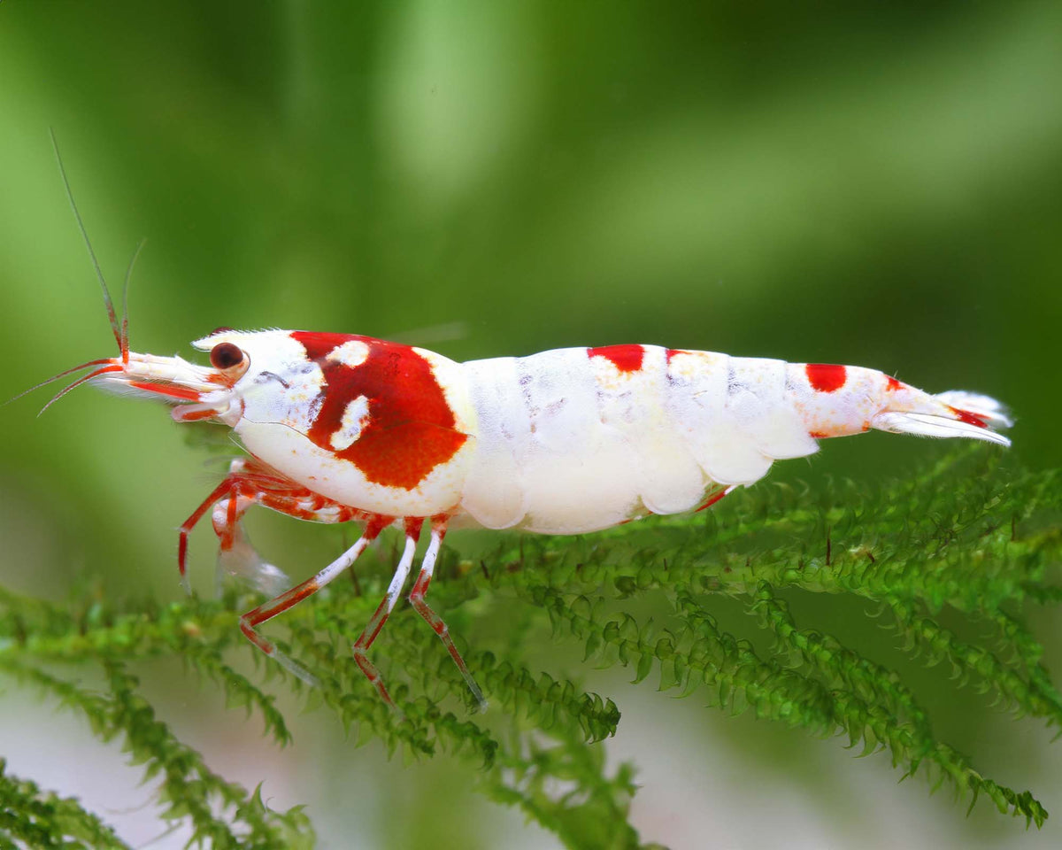 Crevette Crystal rouge Hinomura (Crystal red shrimp hinomura) - NageoireBleue