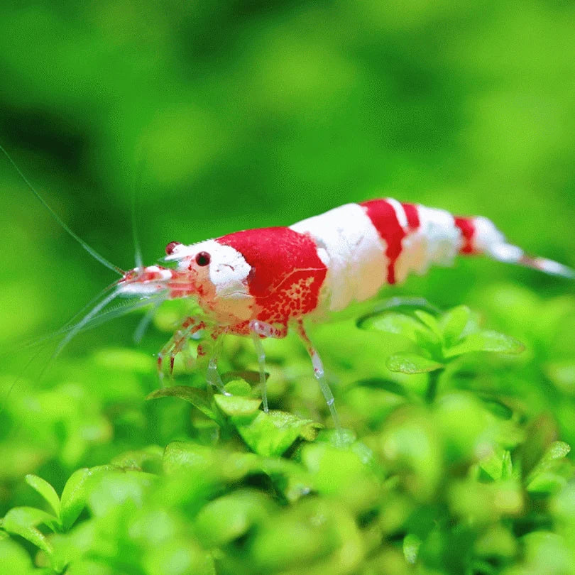 Crevette Crystal rouge Hinomura (Crystal red shrimp hinomura) - NageoireBleue