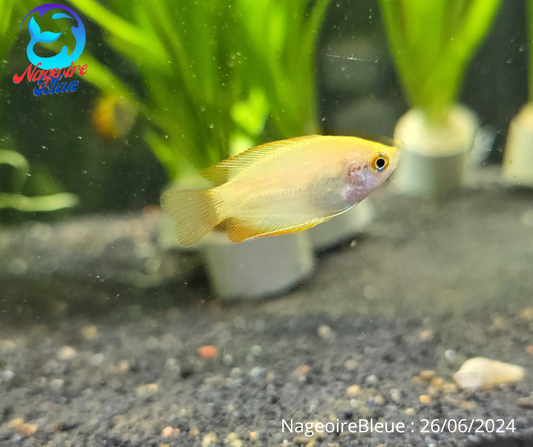 Gourami Or Miel - NageoireBleue