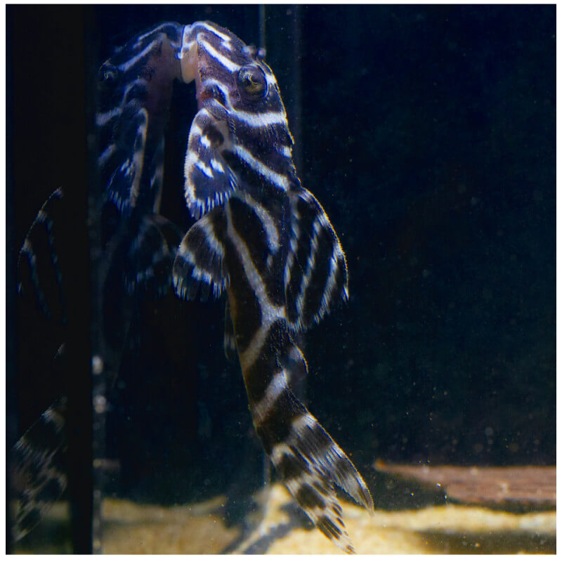 Pleco L333 King tiger - NageoireBleue
