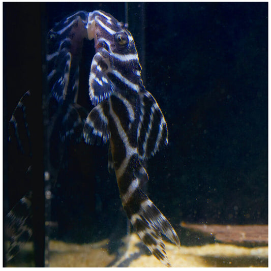 Pleco L333 King tiger - NageoireBleue