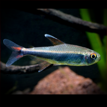 Tétra Mauve (Hyphessobrycon metae) - NageoireBleue