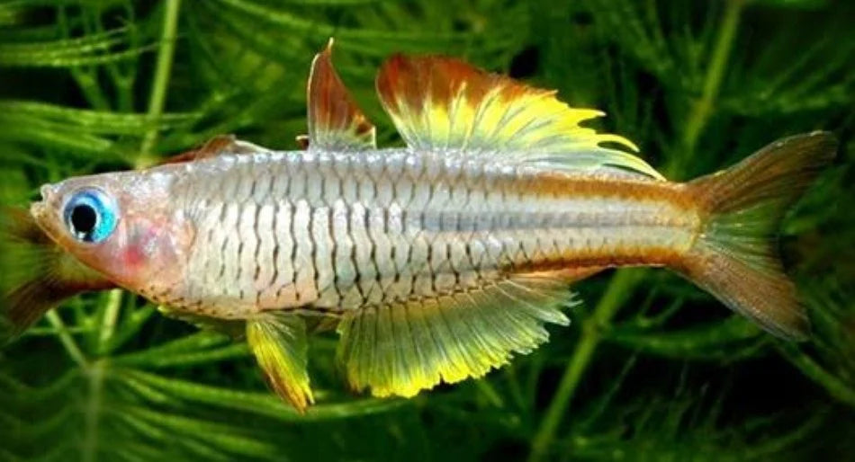 Pseudomugil ivantsoffi (Nain) - NageoireBleue