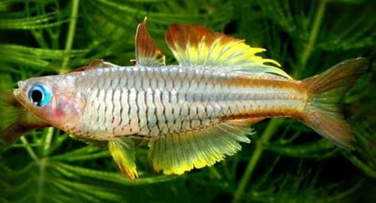 Pseudomugil ivantsoffi (Nain) - NageoireBleue