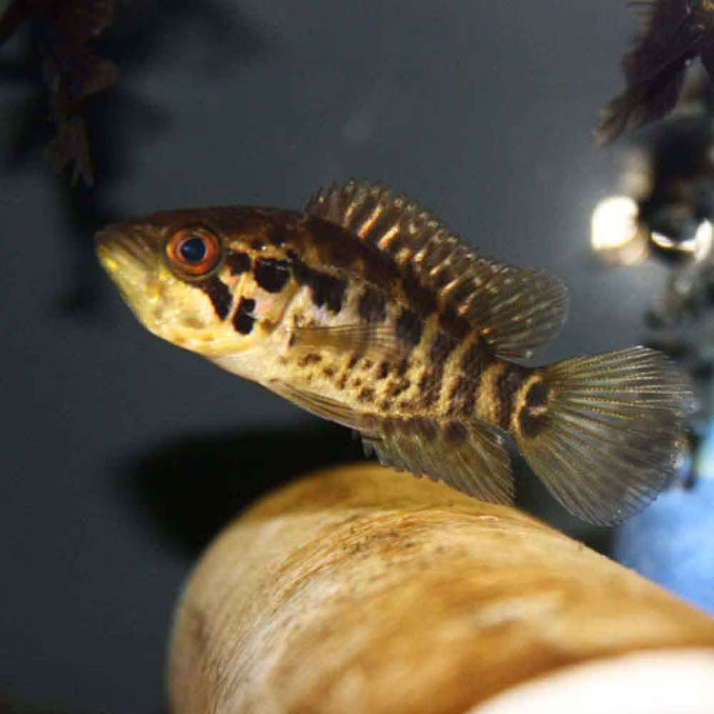 Cichlid Jaguar