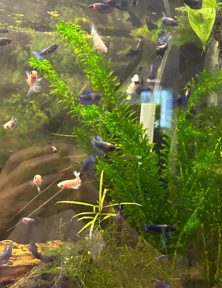 "Bébé betta d'environ 6 mois (queue rosée ou plakat noir pour le père, imbellis bleu ou Betta Koi pour la mère)." - NageoireBleue
