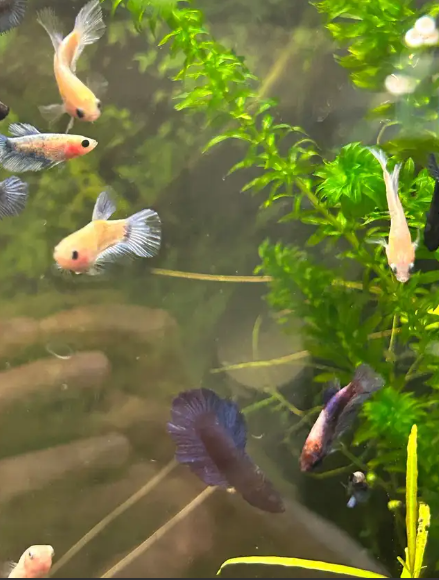 "Bébé betta d'environ 6 mois (queue rosée ou plakat noir pour le père, imbellis bleu ou Betta Koi pour la mère)." - NageoireBleue