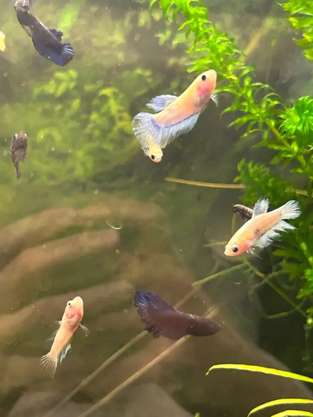"Bébé betta d'environ 6 mois (queue rosée ou plakat noir pour le père, imbellis bleu ou Betta Koi pour la mère)." - NageoireBleue