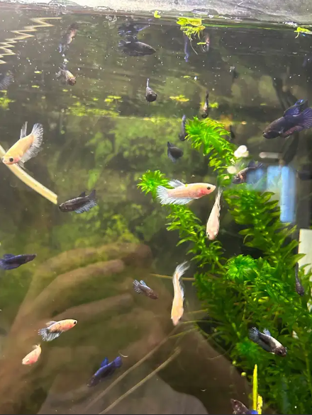 "Bébé betta d'environ 6 mois (queue rosée ou plakat noir pour le père, imbellis bleu ou Betta Koi pour la mère)." - NageoireBleue