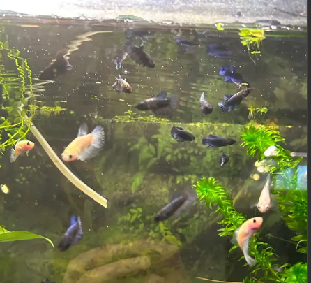 "Bébé betta d'environ 6 mois (queue rosée ou plakat noir pour le père, imbellis bleu ou Betta Koi pour la mère)." - NageoireBleue