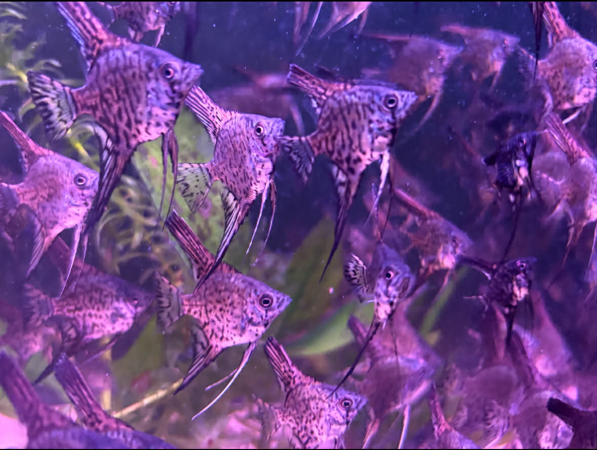 Blue Leopard Snakeskin Scalaire (Jeune) - NageoireBleue