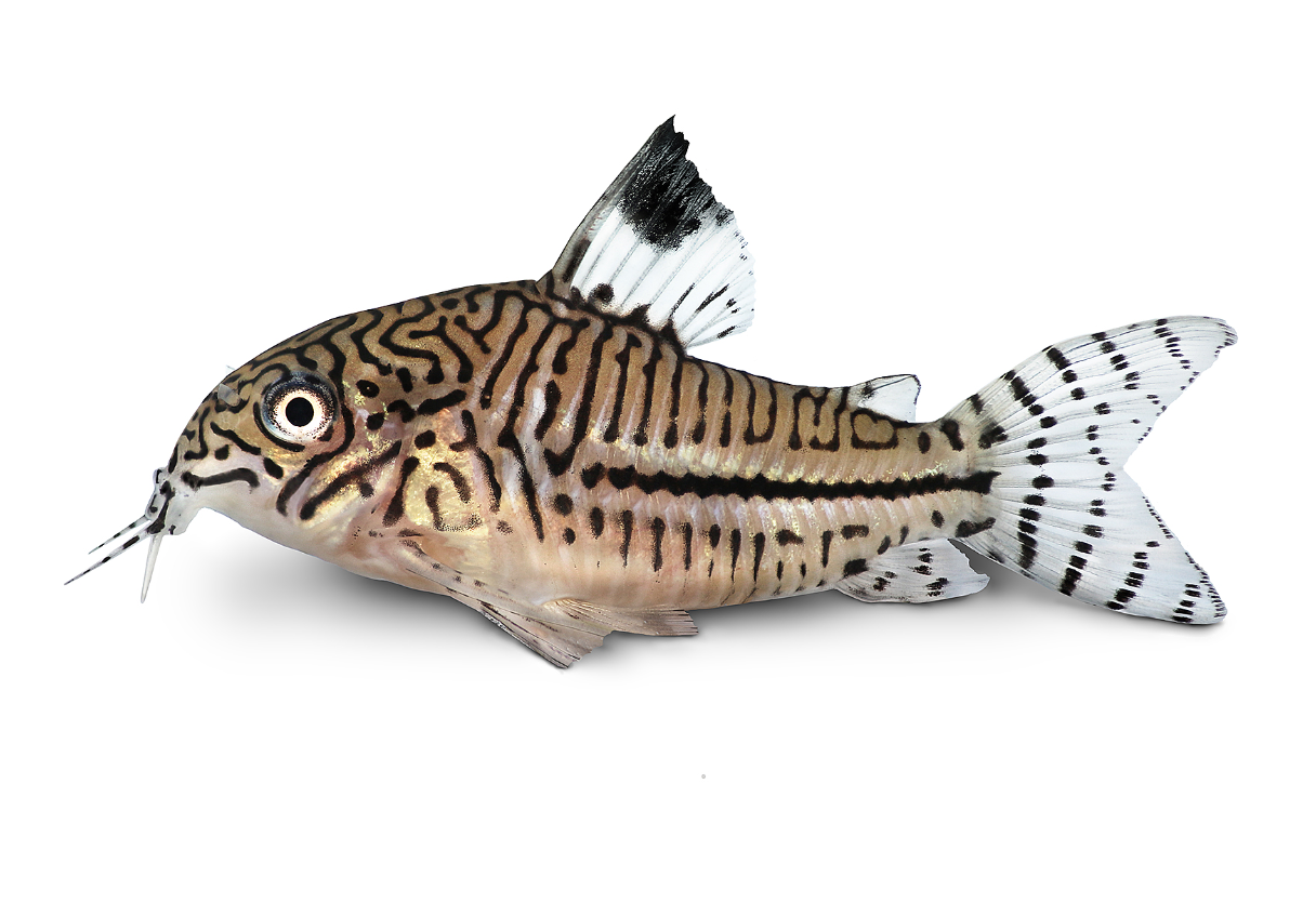 Corydoras Juli - NageoireBleue