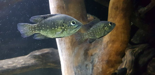 Cichlidé diamant noir (3-4 pouces)