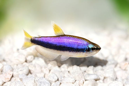 Kerri Tetra - NageoireBleue