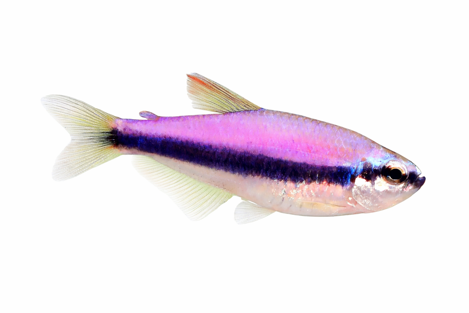 Tétra Kerri - NageoireBleue