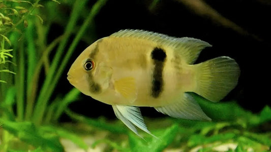 Cichlidé serrure (Keyhole Cichlid) - NageoireBleue