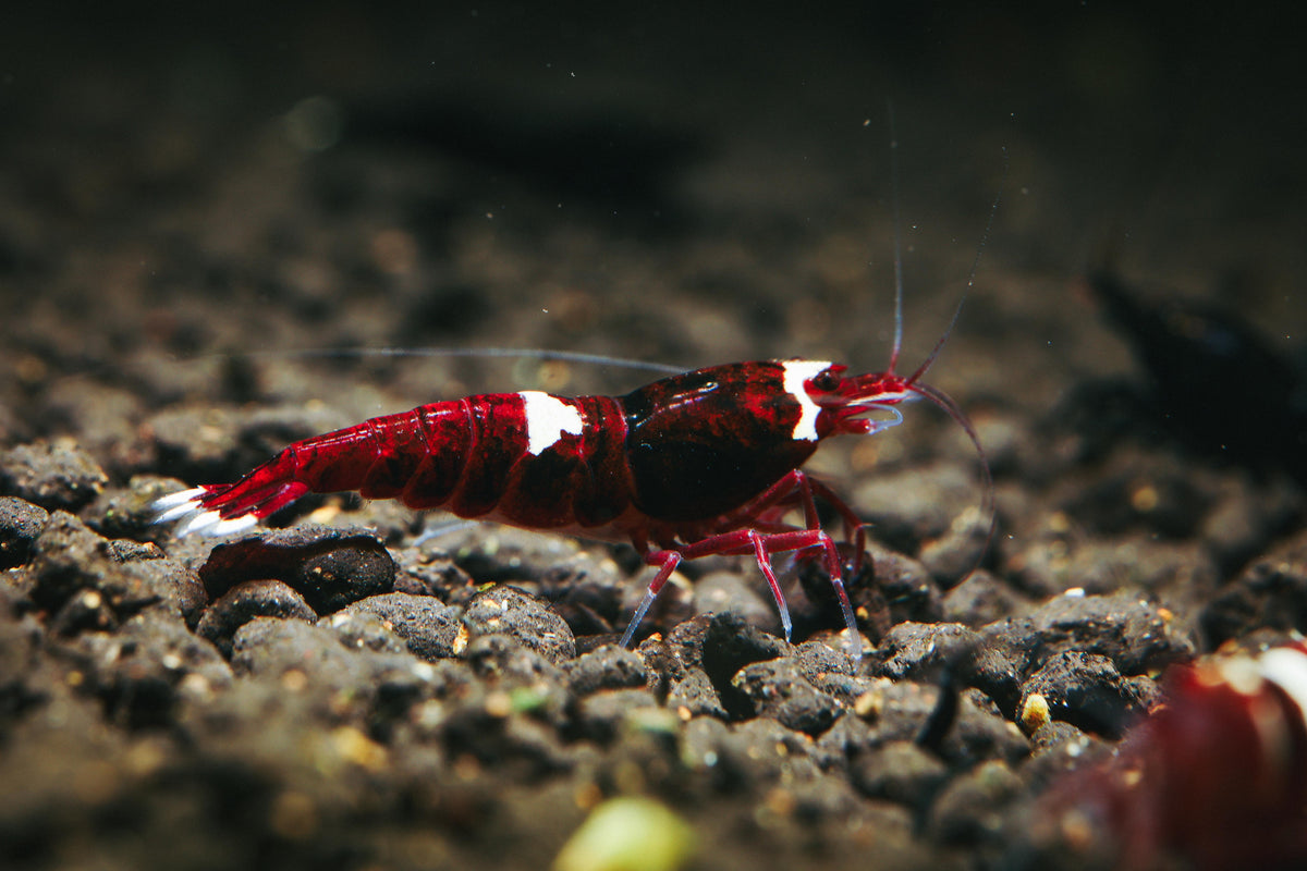 Crevette King Kong rouge (1 Stripe) / Red king kong One stripe - NageoireBleue